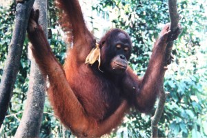Orangutan, Sepilok, Borneo