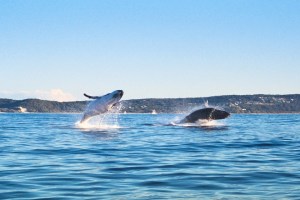 Photo credit: Discover Stradbroke