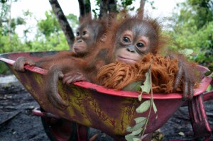 Save the Orangutan