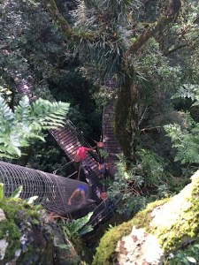 Tree Top walk O'Reilly's, Lamington National Park