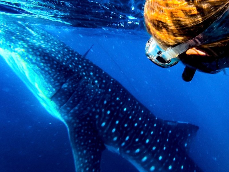 Whale sharks, dragons and volcanoes – the ultimate family adventure in&nbsp;Indonesia