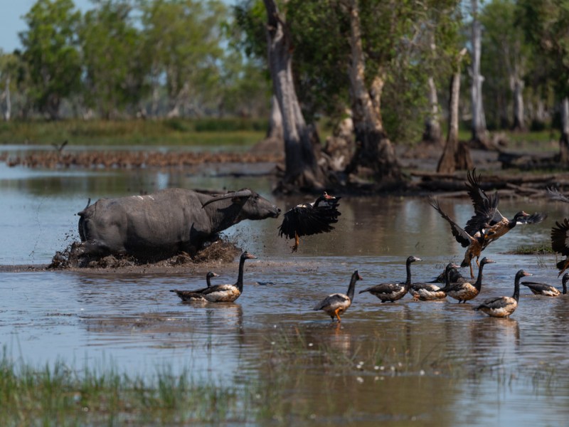 Buffalo, crocs and birdlife at Bamurru&nbsp;Plains